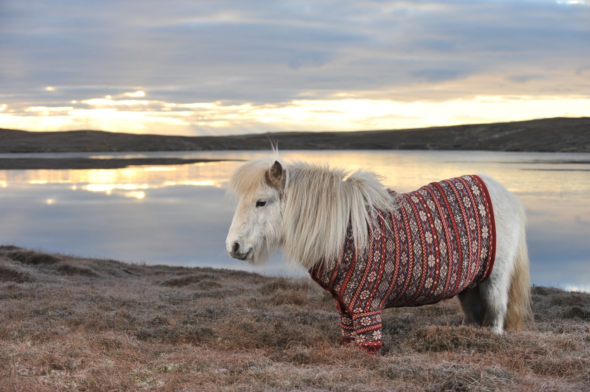 shetland-ponies-cardigans8