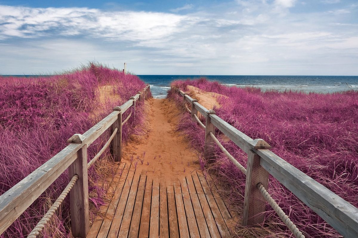 Pink Beach Boardwalk in Basin Head Provincial Park in Prince Edward Island, Canada.