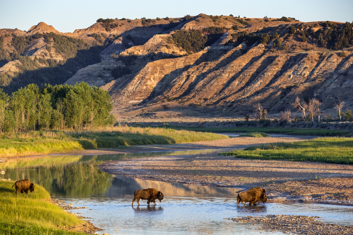 A bison in North Dakota