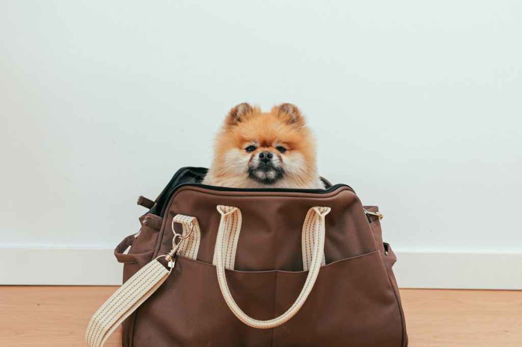 Representational image: Dog in a travel bag.