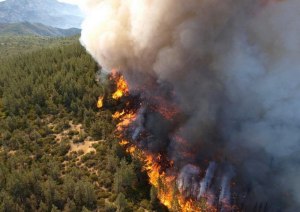 A wildfire blaze in a forest