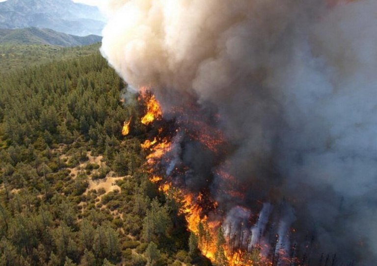 A wildfire blaze in a forest