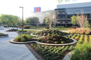 An image of a Google office on a sunny day, with glass walled buildings and a courtyard